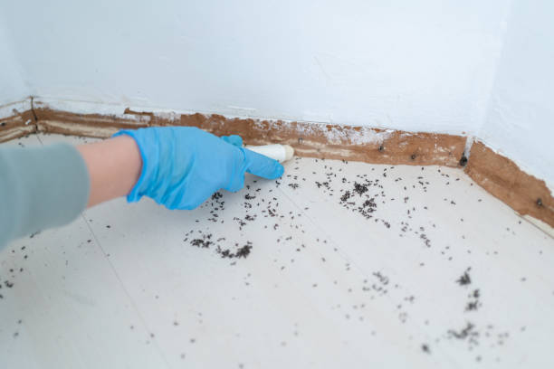 Reliable Huntington Station, NY Pest Control Solutions